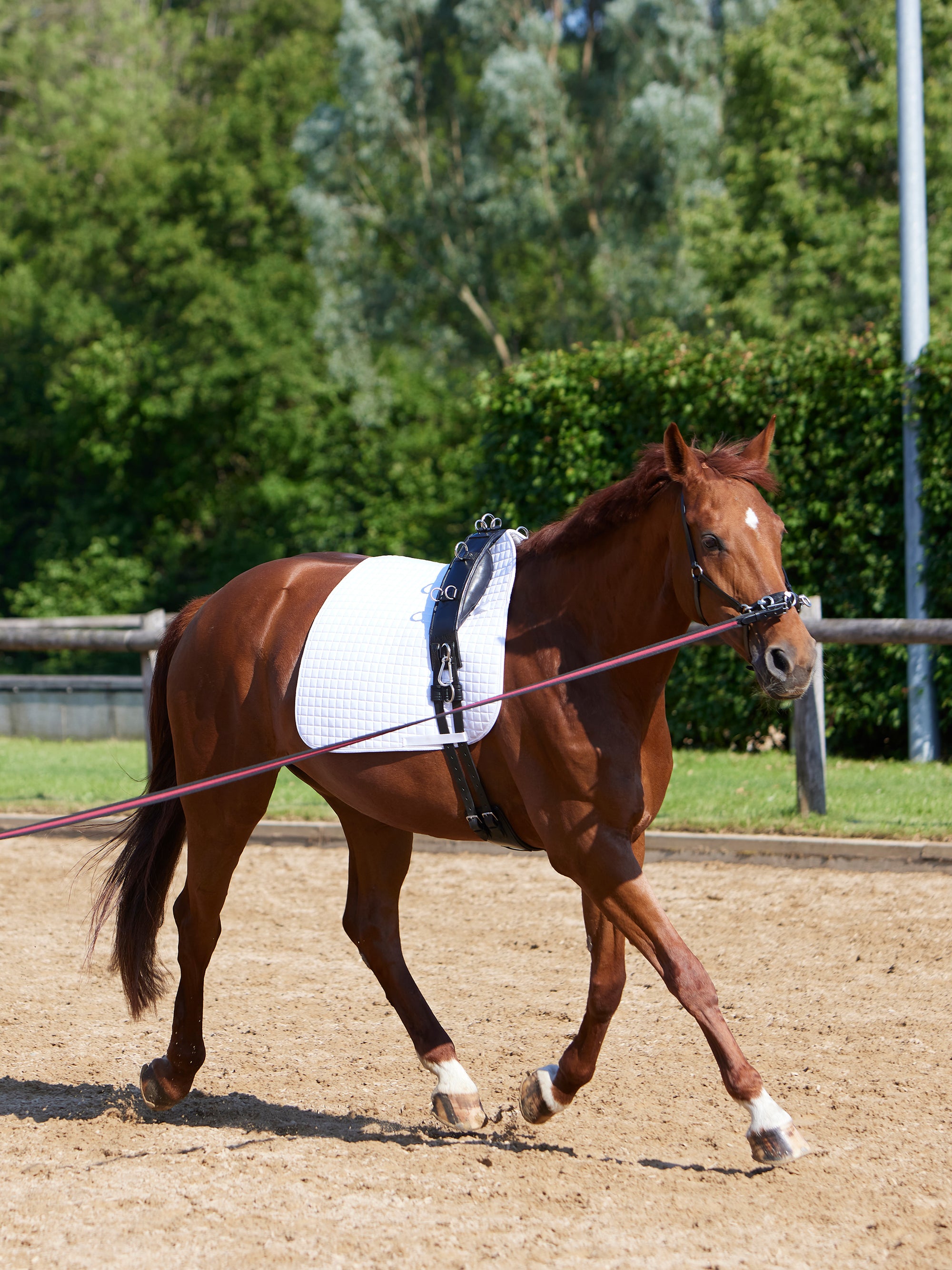 Longiergurt Equishape Pro in Schwarz mit Chrombeschlägen am Pferd
