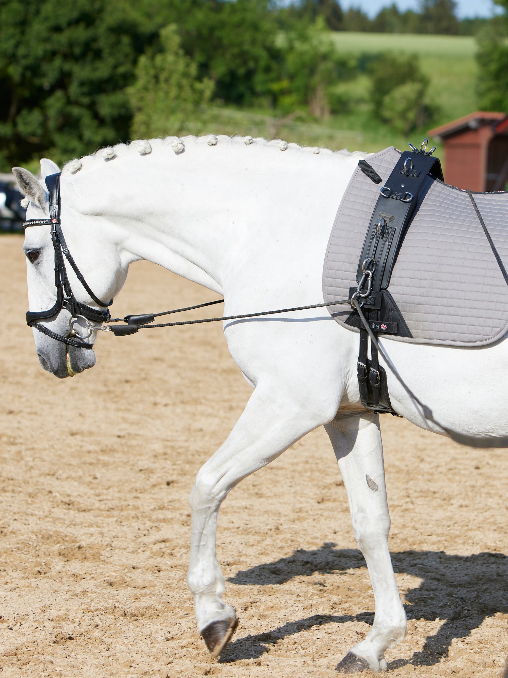 Longiergurt FlexiFit SECU Pro am Pferd