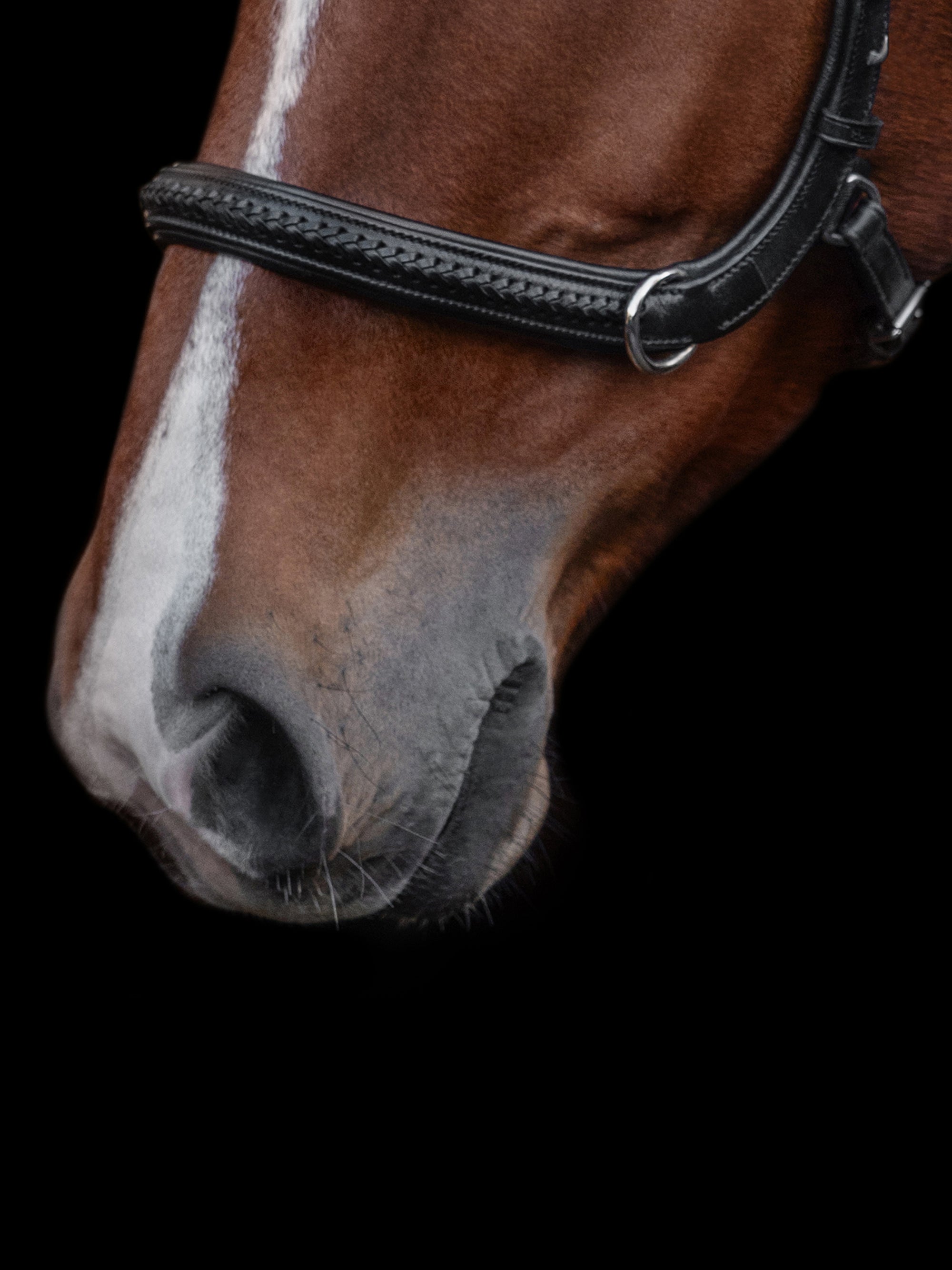 Detailfoto 2-in1 Zaum Kieffer Ultrasoft® Ava: geschwungenes Reithalfter ohne Gebiss am Pferd