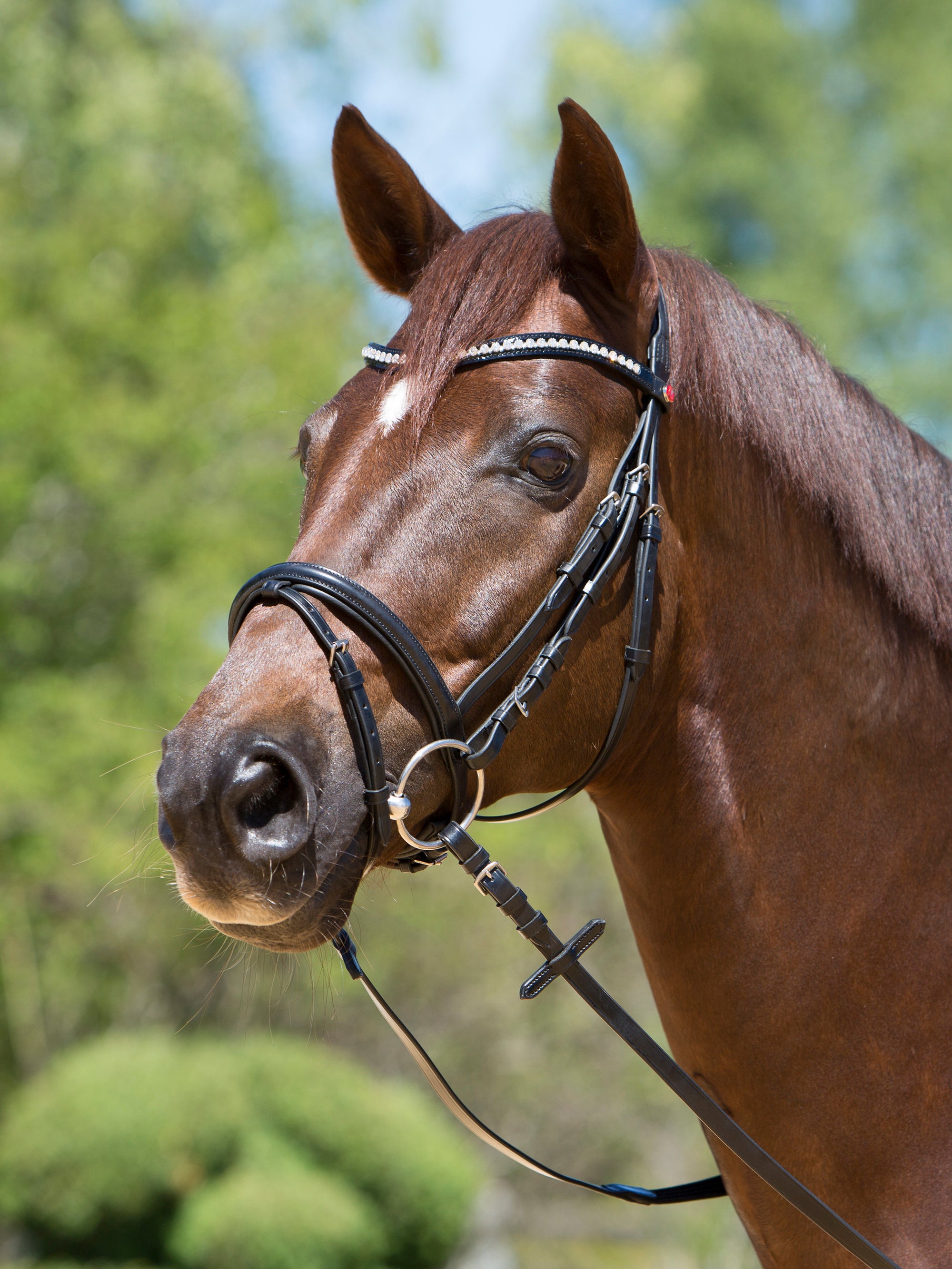 Trense Lea in Schwarz mit Chrombeschlägen am Pferd