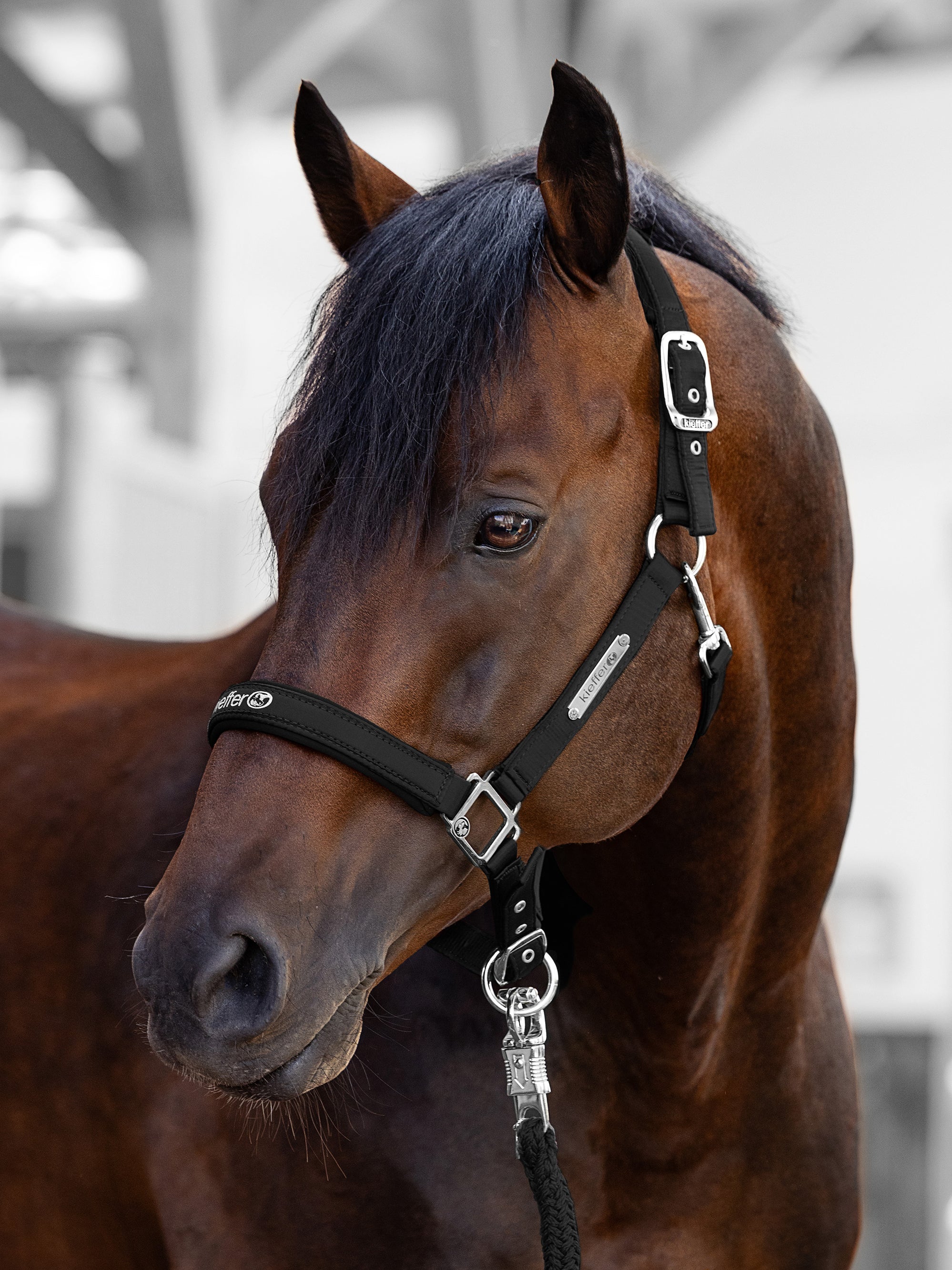 Stallhalfter Satin Shine in Schwarz am Pferd