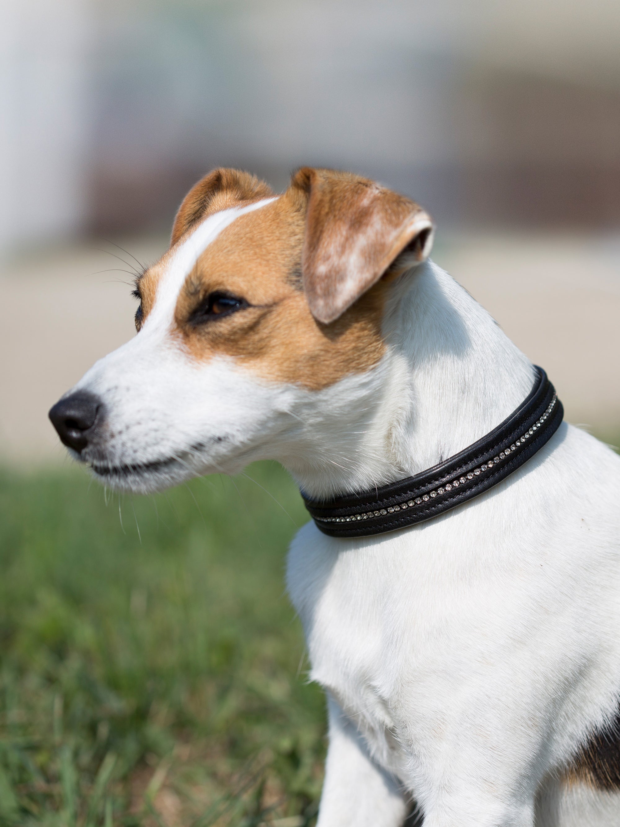 Hundehalsband Kieffer Ultrasoft® in Schwarz mit kleinen weißen Kristallen am Hund