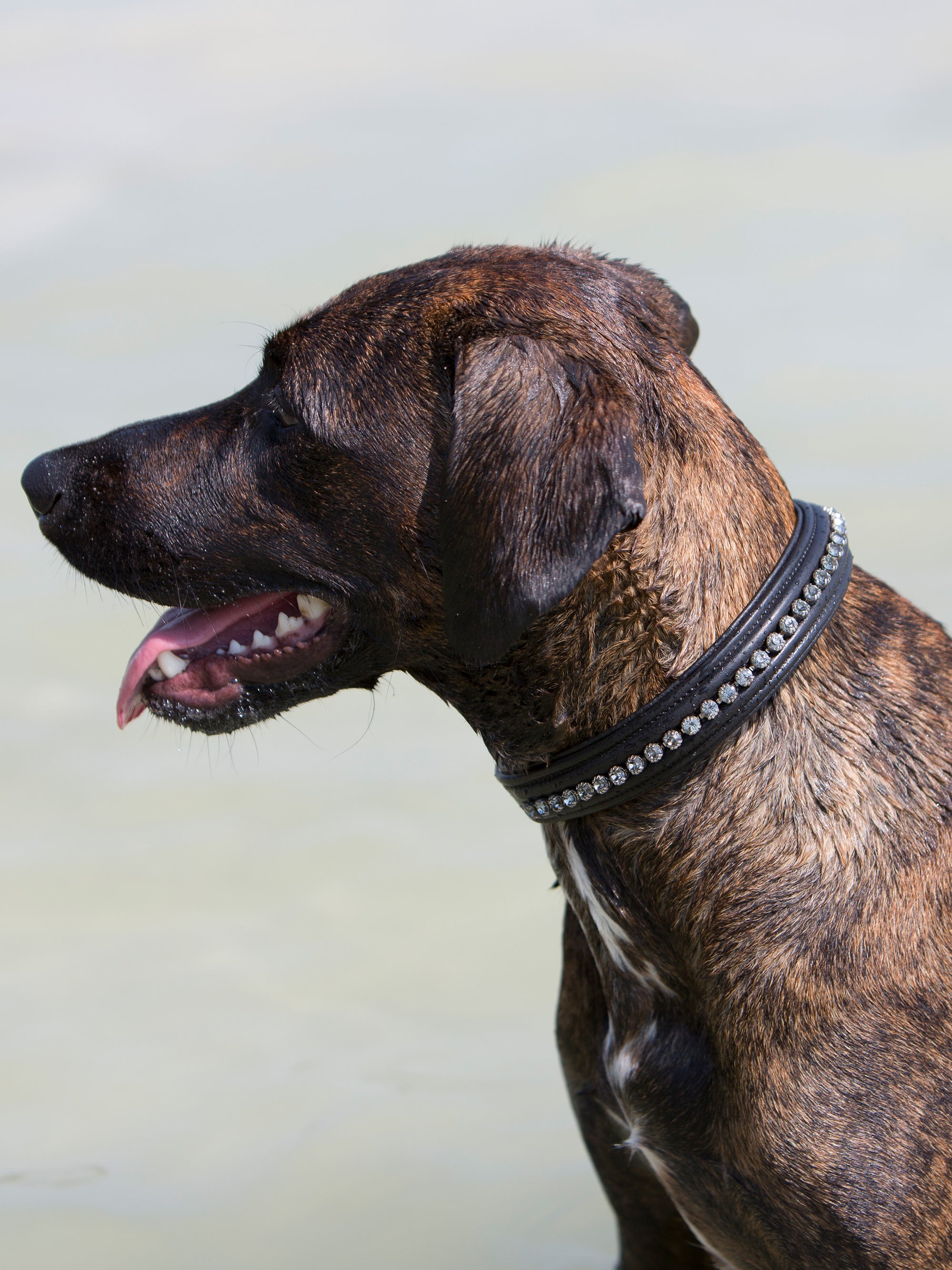 Hundehalsband Kieffer Ultrasoft® Fashion in Schwarz mit grauen Kristallen am Hund