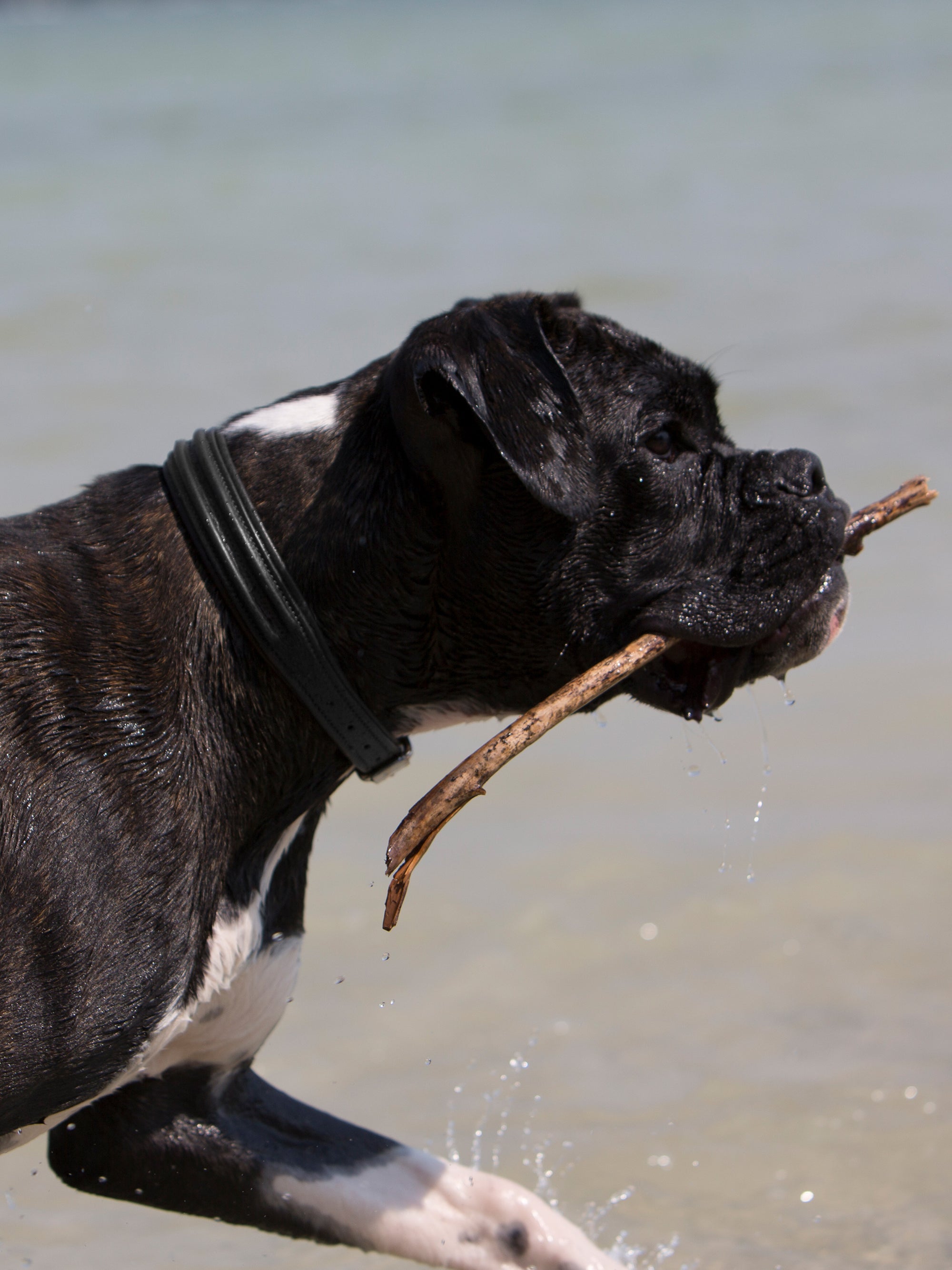 Hundehalsband Kieffer Ultrasoft® Fashion in Schwarz in schlichter, bombierter Ausführung am Hund