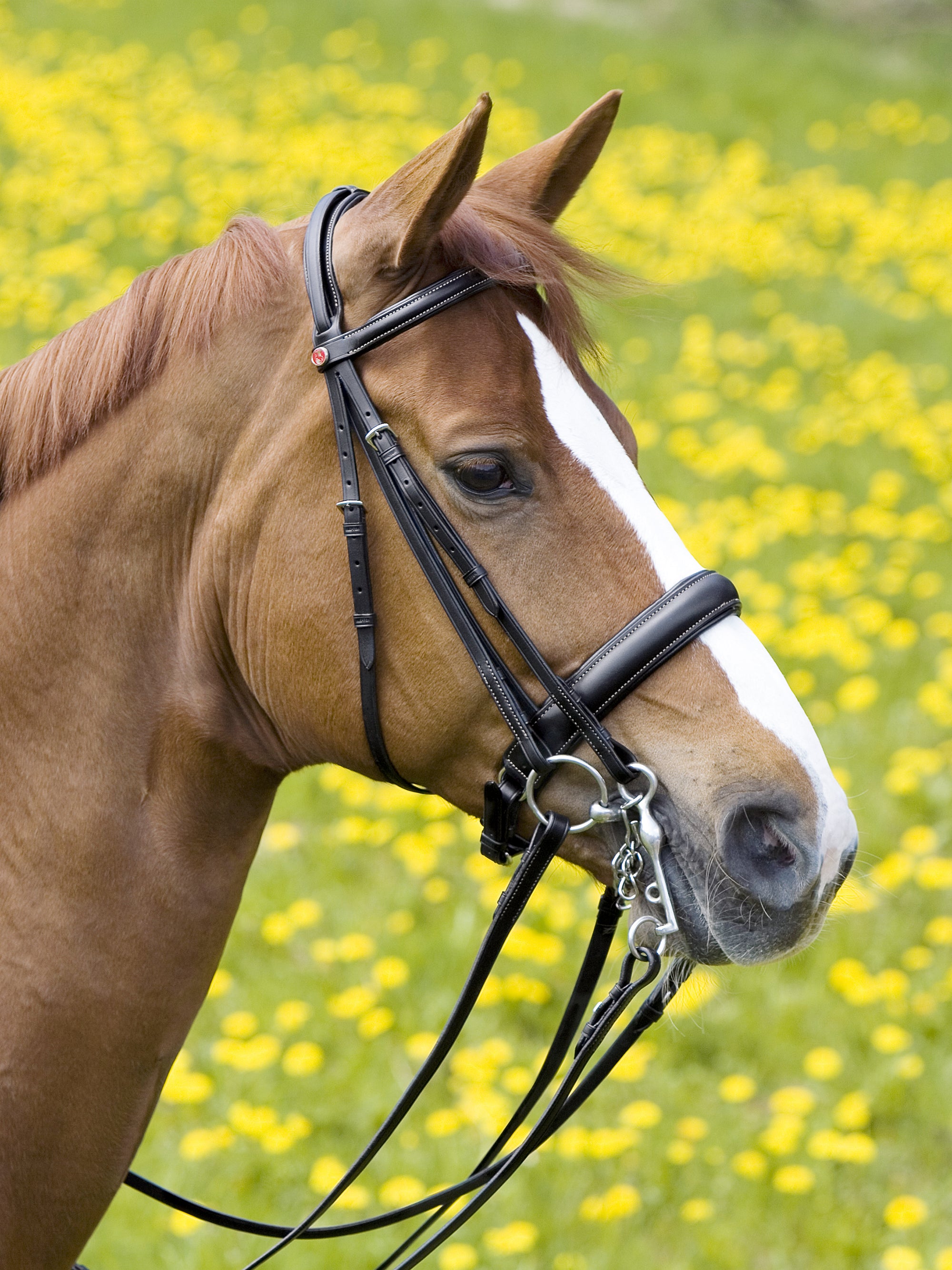 Kandare Ergonomic Line II in Schwarz am Pferd