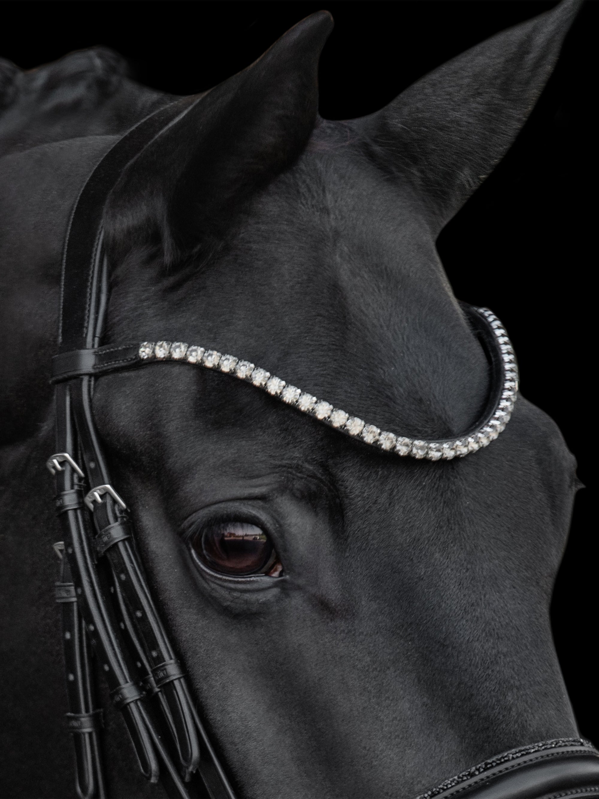 Detailfoto von Stirnband und Genickstück der Kandare Grace am Pferd