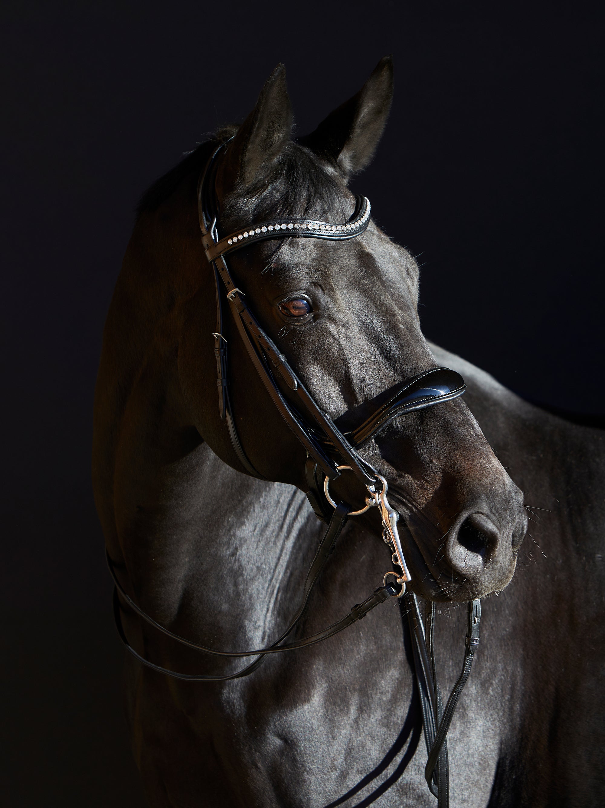 Kandare Kieffer Ultrasoft® Amy mit anatomisch geformtem Lack-Reithalfter am Pferd