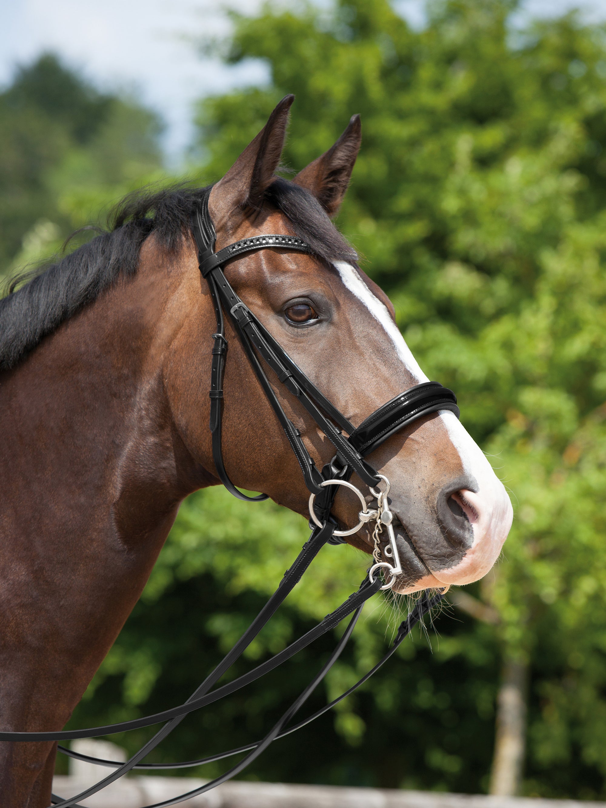 Kandare Paris in Schwarz am Pferd