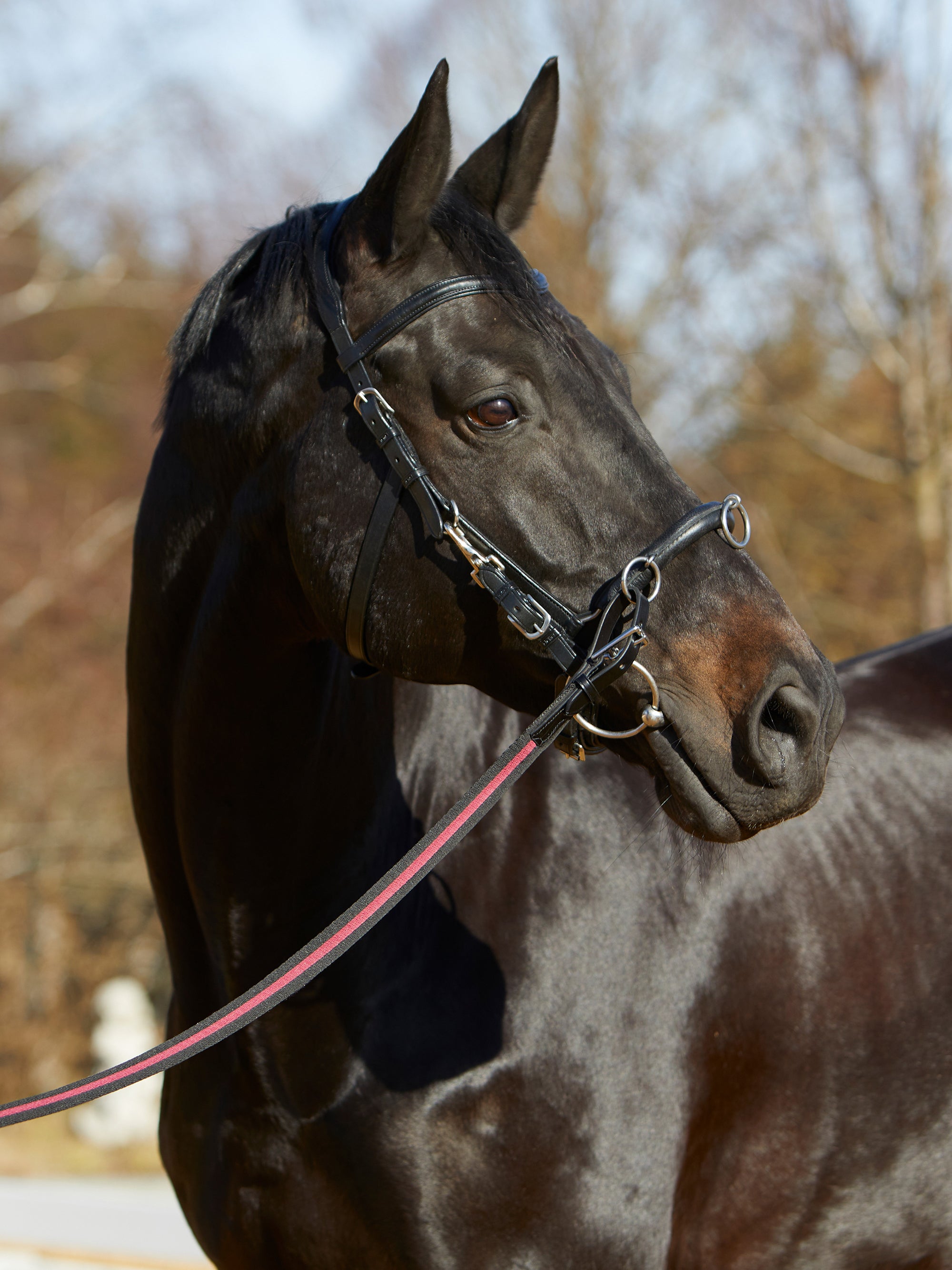 Kappzaum Kieffer Ultrasoft® am Pferd