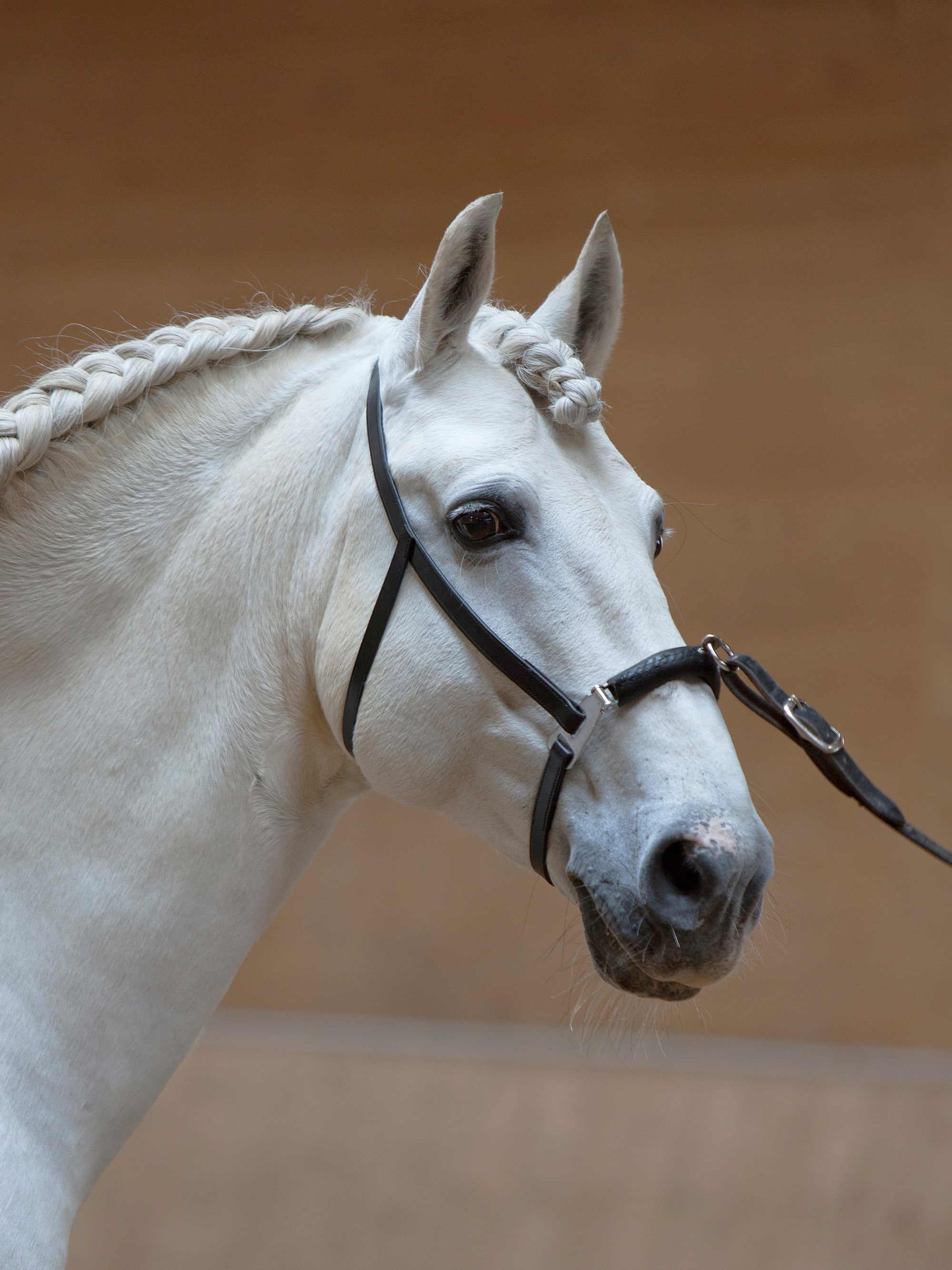 Kappzaum Anja Beran in Schwarz mit Chrombeschlägen am Pferd