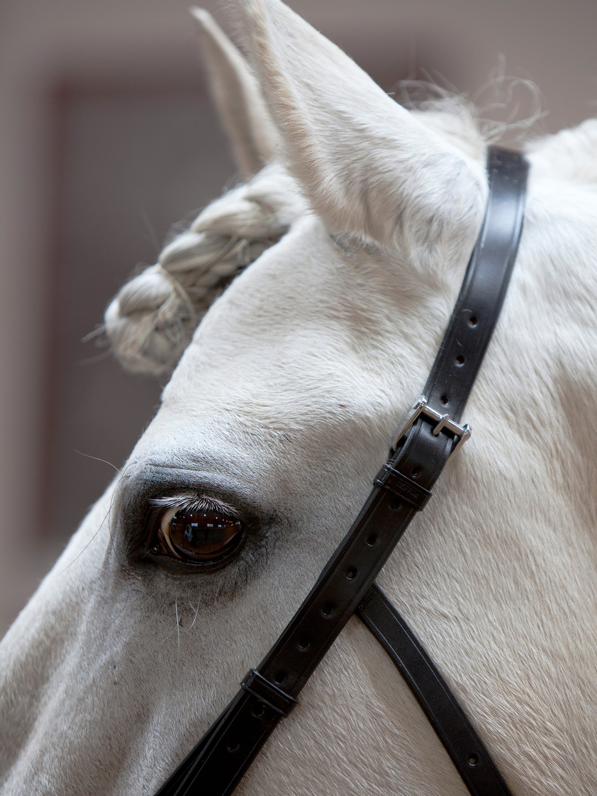 Detailfoto Kappzaum Kieffer Ultrasoft® am Pferd