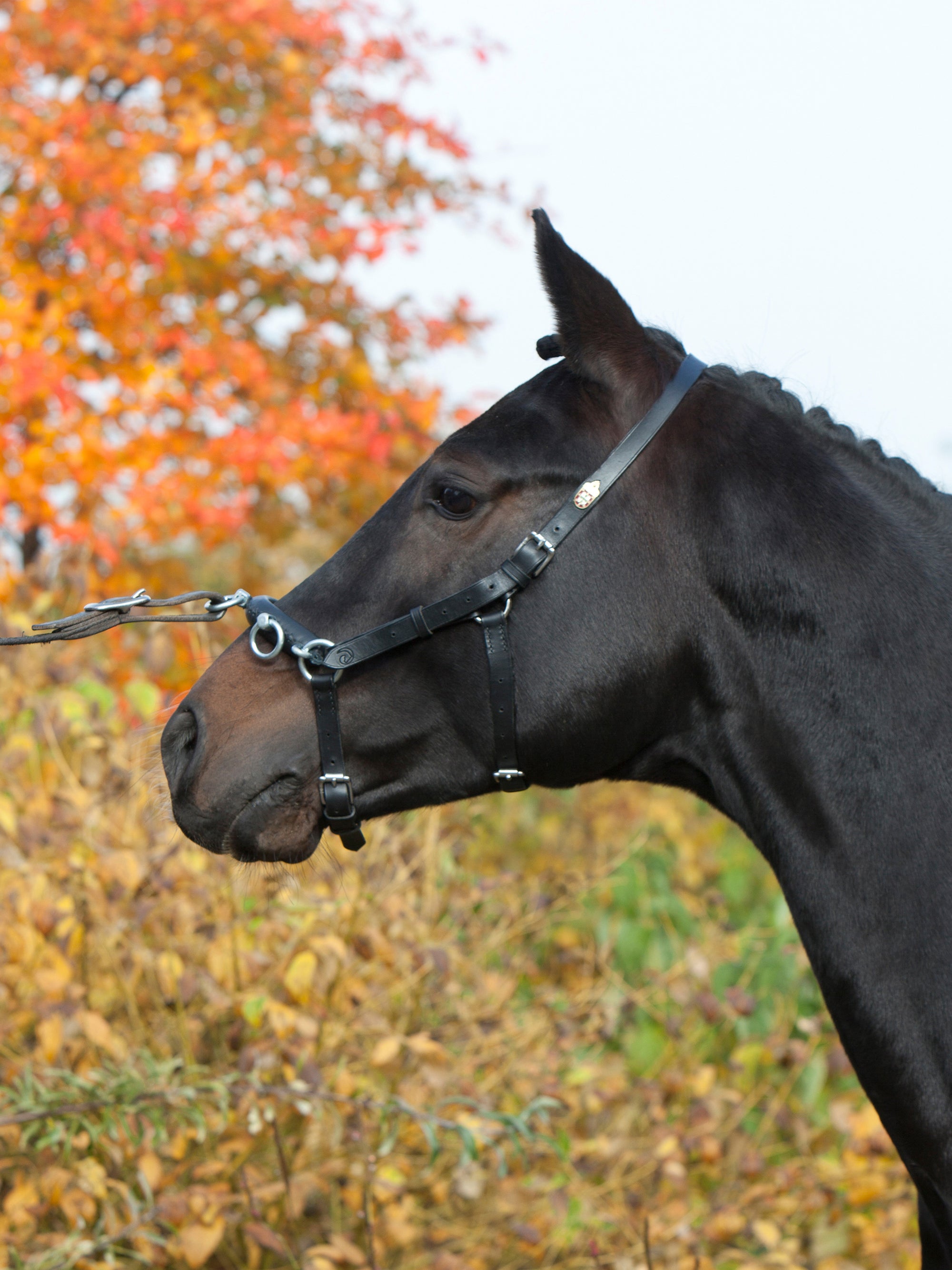 Kappzaum Perfect in Schwarz mit Chrombeschlägen am Pferd