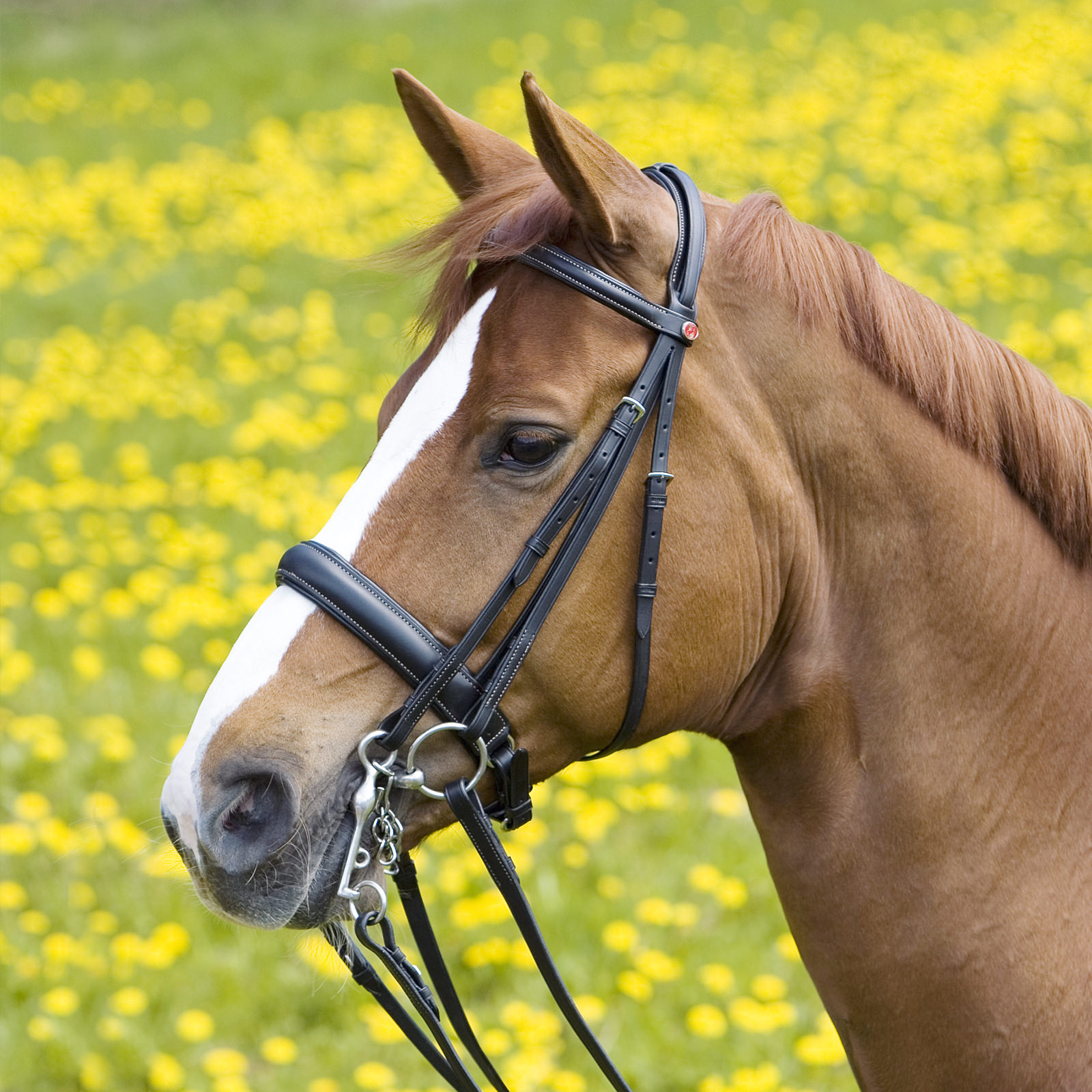 Double Bridles > Double Bridle Ergonomic Line II Kieffer EN
