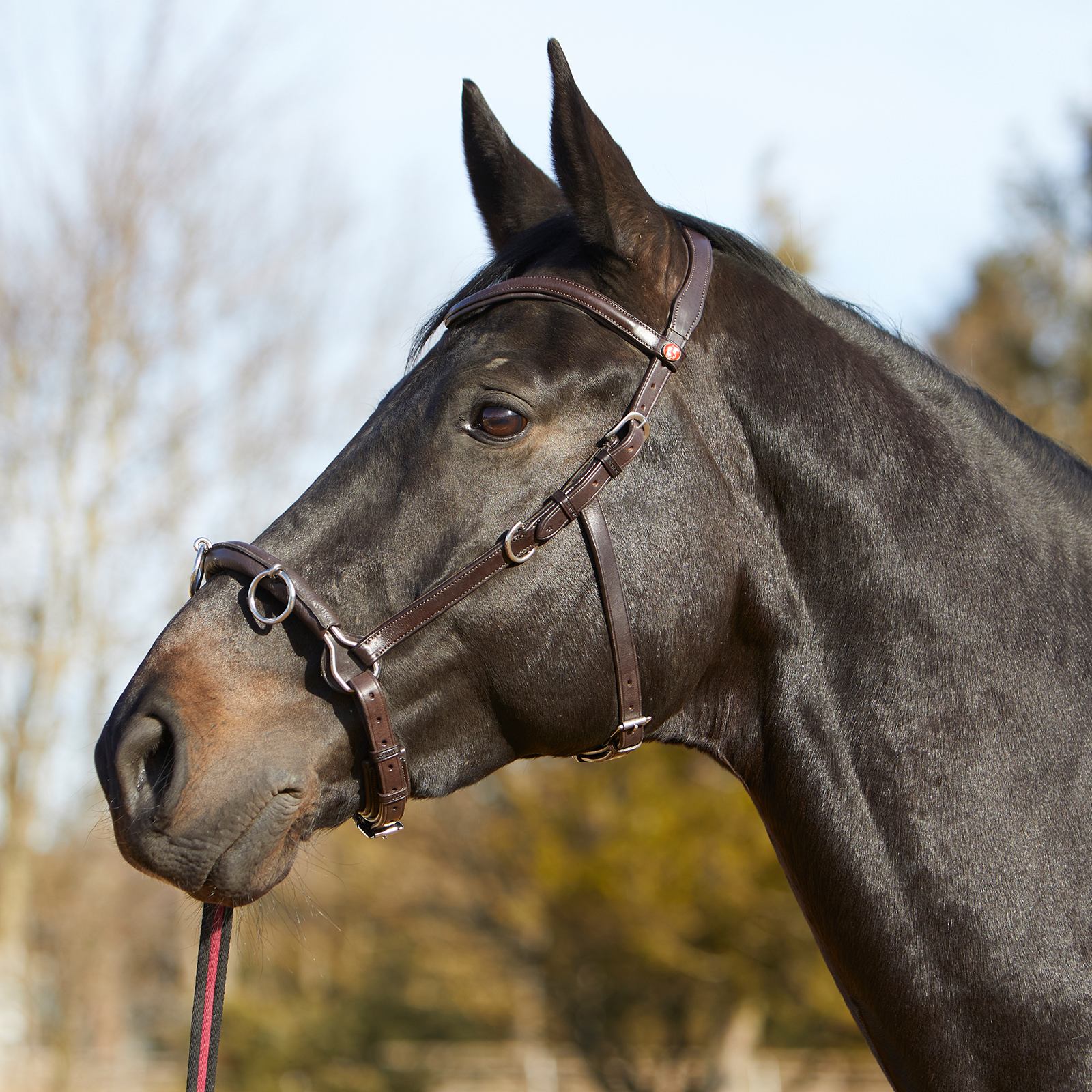 Bridles & Reins Pet Supplies KIEFFER Lunge cavesson Perfect